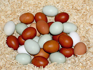 Eierproduzent: Täglich ein Frühstücksei in guter Qualität von glücklichen Hühnern.