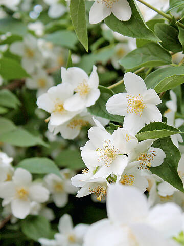 Von Mai bis Juni blüht der Falsche Jasmin und entwickelt dann zahlreiche schalenförmige Blüten.