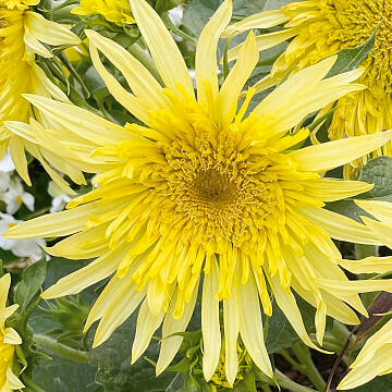 Zitrusgelbe Blüten: Sonnenblume ‘Lemon Cutie’