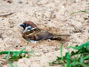 Der Boden als Badewanne: Wie dieser Sperling nutzen viele Vögel lockeren Boden als Sand- oder Staubbad zur Gefiederpflege.
