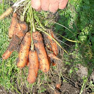 Karotten nach der Ernte