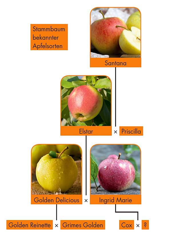 Stammbaum bekannter Apfelsorten