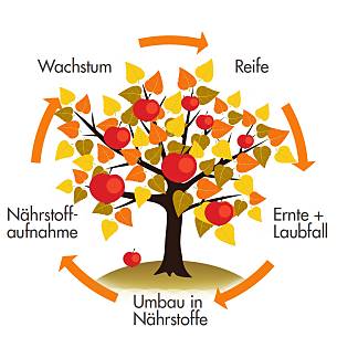 Der Nährstoffkreislauf bei einem fruchtenden Baum.