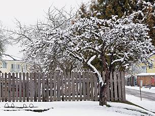 Bild 1: Alter Apfelbaum im Winter