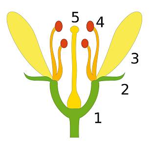 Aufbau zweigeschlechtlicher Blüten: 1 Blütenboden, 2 Kelchblätter, 3 Blütenblatt, 4 Staubgefäße mit Pollensäcken (rot) 5 Griffel mit verdickter Narbe (oben) und Fruchtknoten am Blütenboden