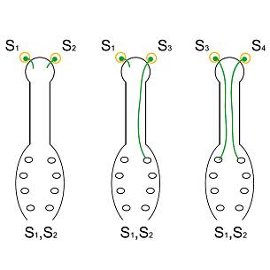 Bild 7: So funktioniert die Selbstunfruchtbarkeit bei vielen Obstgehölzen: Bei der Sorte S1S2 kann der eigene Pollen S1 und S2 die Eizellen nicht befruchten (links). Pollen anderer Sorten wie S3 bzw. S4 (Mitte und rechts) werden nicht abgestoßen.