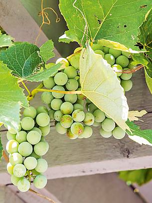 Bild 3: Weiße Weintrauben