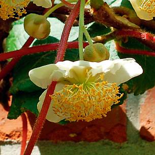 Bild 5: Männliche Blüte der Kiwi