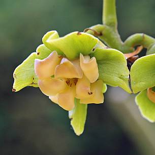Bild 7: Blüte des Kakibaumes