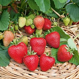 Bild 4: Express-Erdbeere 'Thuchampion' (fein-aromatisch, süß, ertragreich)