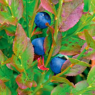 Bild 7: Blaue Beeren der heimischen Heidelbeere