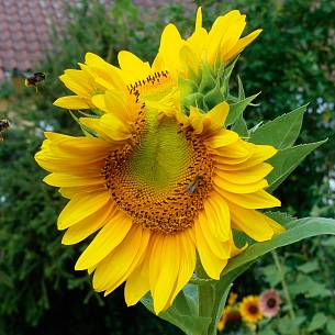 Bild 4: Sonnenblume