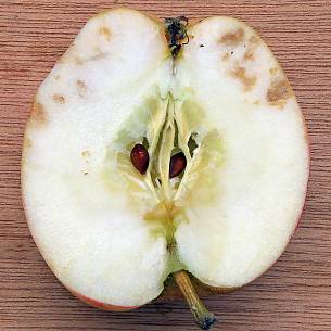 Bild 2: Stippigkeit bei Apfel.