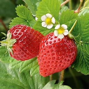 Bild 1: Erdbeeren