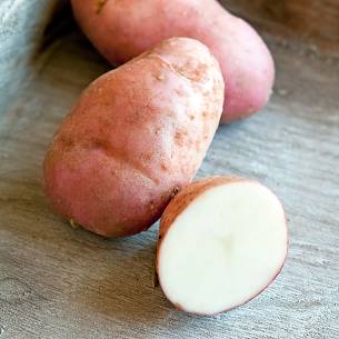 Kartoffel ‘Sarpo Una’