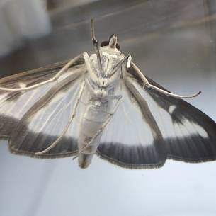 Der 4 cm große Falter ist meist weiß mit dunklem Rand, seltener schwarz. Er lebt an der Blattunterseite anderer Gehölze.