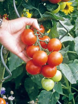 Köstliche Tomaten: Üppige Ernte dank guter Pflege.