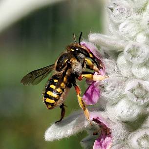 Bild 6: Pflanzenhaare schaben sich Wollbienen von Woll-Ziest oder Fingerhut, um ihre Nester zu polstern.