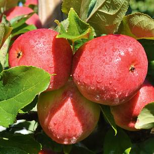 Beim Apfel wird zwischen Pflück- und Genussreife unterschieden.