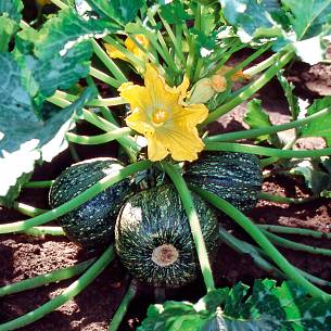 Bild 4: Kugelförmige Zucchini