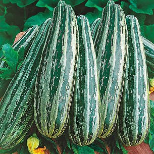Bild 3: Gestreifte Zucchini ‘Coucourzelle’ von Kiepenkerl