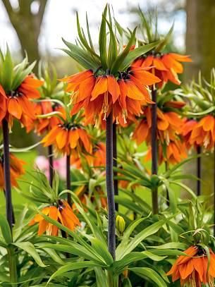 Bild 5: Auffallend intensiv leuchtet die Neuheit ‘Orange Beauty’. Ihr brauner Stiel und die dunklen Schopfblätter setzen einen tollen Kontrast zu den orangefarbenen Blüten.