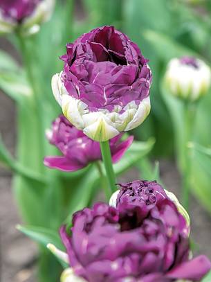 Bild 4: Die Tulpe ‘Exquisit’ verdient ihren Namen. Anfangs erwecken die gefüllten Blüten den Anschein einer Artischockenblüte.