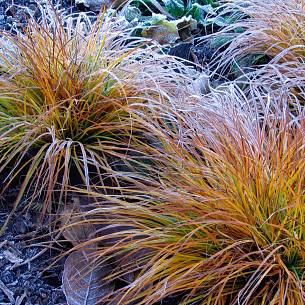 Einige Gräser glänzen mit wintergrünen Halmen. So, wie die bei uns heimische Berg-Segge (Carex montana).