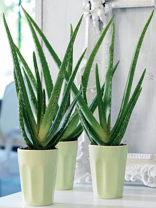 Bild 7: Die Aloe (Aloe vera) ist sehr genügsam und steht als lebender Medizinschrank auf vielen Fensterbänken: Ihr Saft gilt als lindernd bei leichten Verbrennungen, Sonnenbrand und bei Insektenstichen.