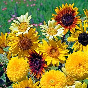 Bild 3: Die neue ‘Azteca-Mischung’ zeichnet sich durch ihre Auswahl an niedrig wachsenden Sonnenblumen aus.