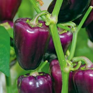 Bild 5: Paprika ‘Snacking Purple’