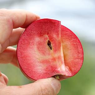 Bild 4: Gesundheits-Plus: Äpfel mit rotem Fruchtfleisch
