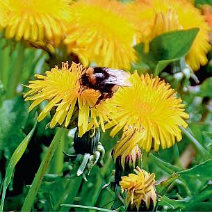 Bild 8: Hummeln sammeln Pollen als Nachwuchs-Nahrung.
