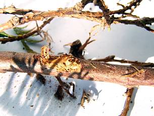 Entfernt man die betroffenen Zweige, sieht man am Astansatz ausgehölte Stellen, häufig mit Kotkrümeln gefüllt.