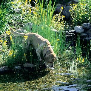 Ihren Durst löschen Hunde gerne am Teich oder kleineren Wasserstellen.