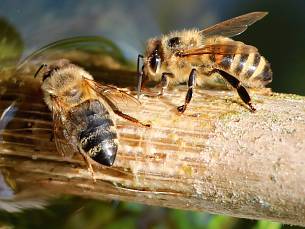 Stängel oder Holzstücke saugen sich mit Wasser voll, davon können Bienen trinken, ohne ins Wasser zu fallen.