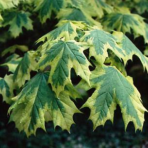 Spitz-Ahorn (Acer platanoides drumondii)