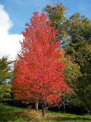 Der Rot-Ahorn (Acer rubrum) präsentiert sich in leuchtend roter Färbung.