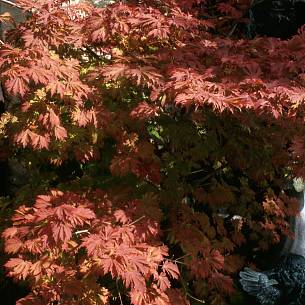 Japanischer Feuer-Ahorn (Acer japonicum ‘Aconitifolium’).
