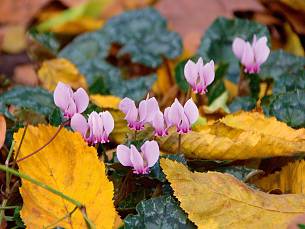 Die Blüten des Herbst-­Alpenveilchens ­(Cyclamen hederifolium) lugen dekorativ zwischen größeren, gelben Herbstblättern hervor.