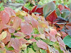Manche Elfenblumen (Epimedium) zeigen Herbstfärbung.