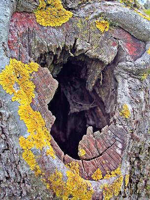 Hochstamm-Obstbäume bilden im Alter natürliche Höhlen. Hier zieht der Steinkauz seine Jungen auf.