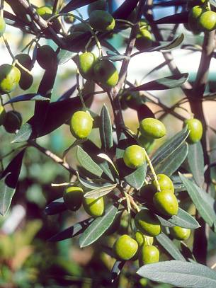 Im Herbst bilden sich die grünen Olivenfrüchte.