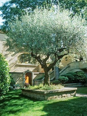 Ein knorriger Olivenbaum steht im Mittelmeerraum in fast jedem Garten.
