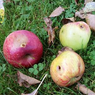 Diese Früchte sind von einem Apfelwickler befallen.