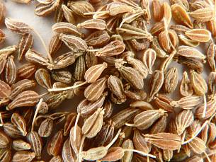Anis-Samen haben zu Weihnachten Hochkonjunktur. In gemahlener Form werden sie für Lebkuchen und allerlei Plätzchen verwendet.