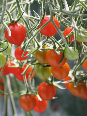 Eine Tomaten-Pflanze der Sorte 'Tomberry®' kann mehr als hundert süße Früchte hervorbringen.