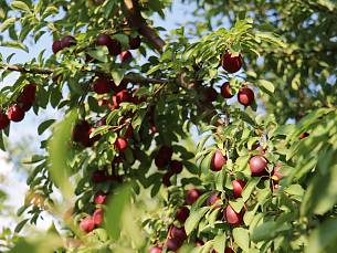 Das Aroma der Robustikosen-Früchte verrät ihre Eltern: fruchtig wie Pflaumen und süß wie Aprikosen.