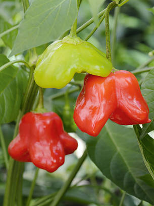 Der neue Paprika 'Mad Hatter' entwickelt dekorative, glockenförmige Früchte, die zudem auch lecker schmecken.