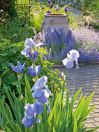 Die Hohe Bartiris vorne korrespondiert perfekt mit den blauen Blüten der Katzenminze im Hintergrund.